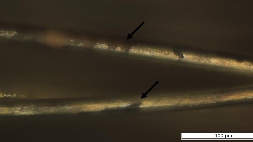 Abbildung 3 Die lichtmikroskopische Auflichtaufnahme dieses Garns zeigt zahlreiche Fehlstellen in der Silberbeschichtung (Pfeile).